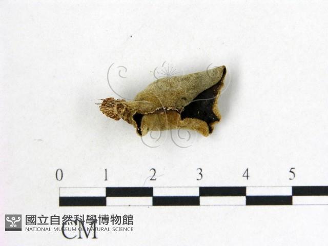 毛木耳藏品圖，第1張