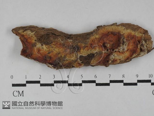 射脈菌屬藏品圖，第1張