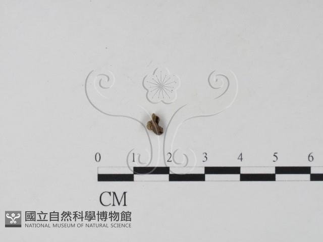 登錄號:F0019659藏品圖，第1張
