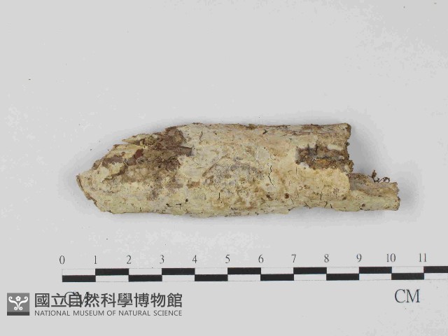 絲皮菌屬藏品圖，第1張