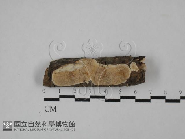 登錄號:F0013659藏品圖，第1張
