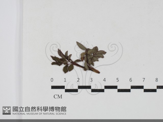 登錄號:F0033659藏品圖，第1張