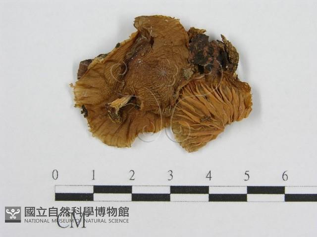 登錄號:F0008459藏品圖，第1張