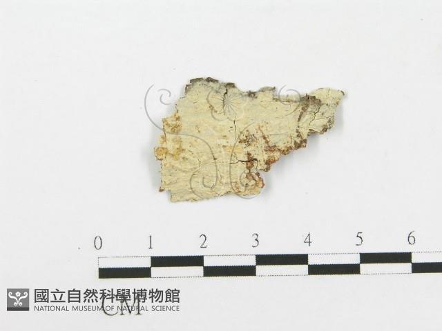 柱擔菌屬藏品圖，第1張