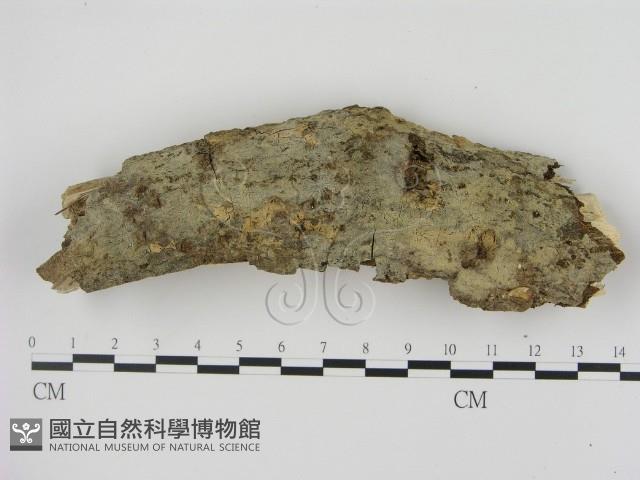 剛毛絲皮菌藏品圖，第1張