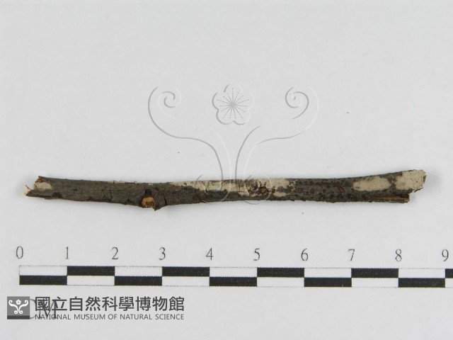 登錄號:F0010459藏品圖，第1張