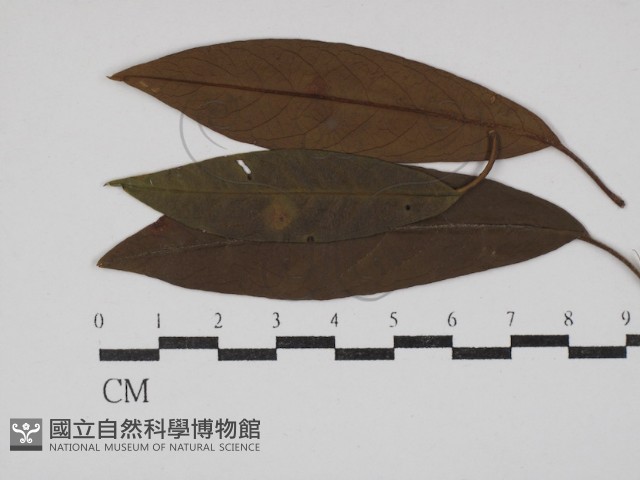 登錄號:F0030459藏品圖，第1張