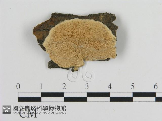 登錄號:F0006459藏品圖，第1張