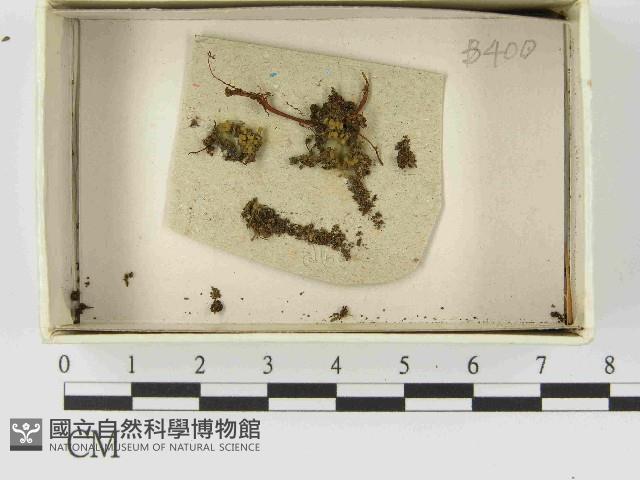 登錄號:F0021459藏品圖，第1張
