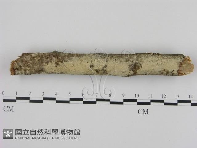 剛毛絲皮菌藏品圖，第1張