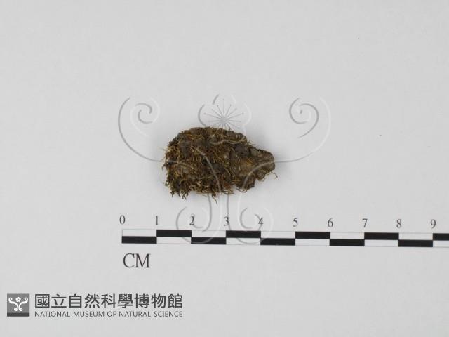 登錄號:F0011459藏品圖，第1張
