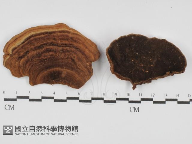 登錄號:F0031459藏品圖，第1張