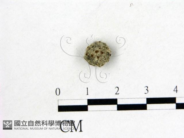 登錄號:F0004459藏品圖，第1張