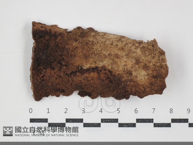 硬孔菌屬藏品圖，第1張