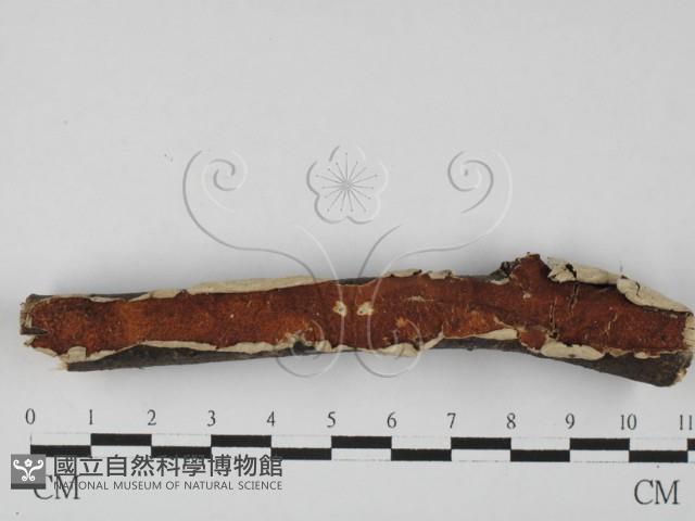 筍殼菌屬藏品圖，第1張