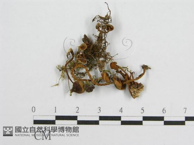 登錄號:F0007459藏品圖，第1張