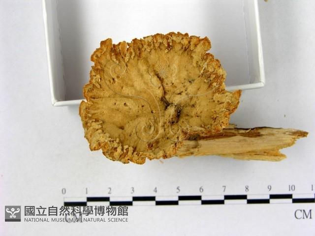 優雅波邊革菌藏品圖，第1張