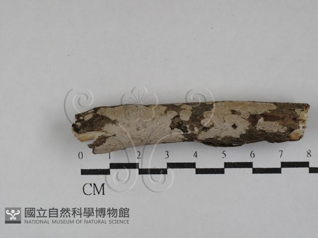 刺皮菌屬藏品圖，第1張