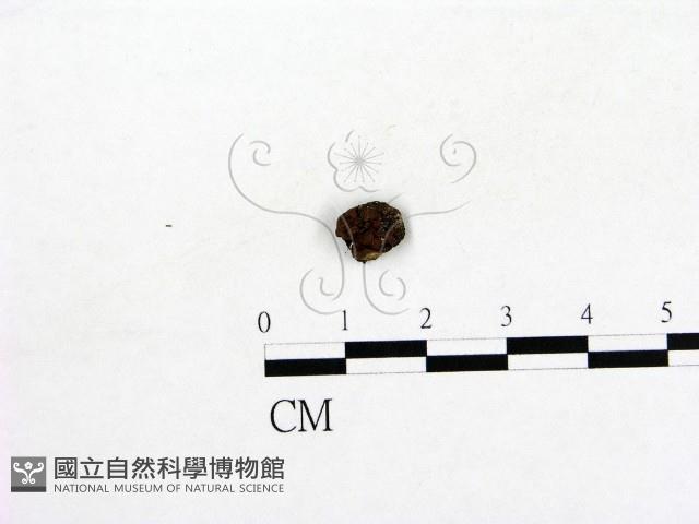 登錄號:F0003459藏品圖，第1張