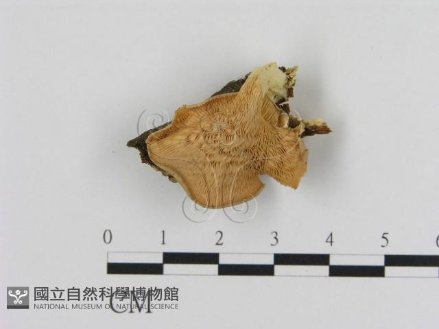 登錄號:F0013459藏品圖，第1張
