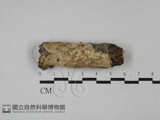 登錄號:F0028759藏品圖，第1張