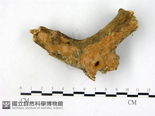 登錄號:F0008759藏品圖，第1張