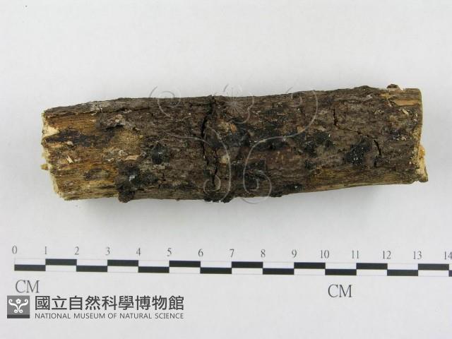 登錄號:F0018759藏品圖，第1張