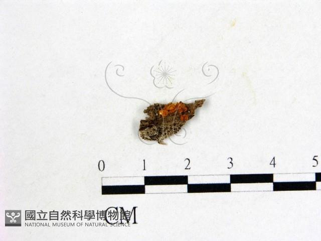 登錄號:F0020759藏品圖，第1張