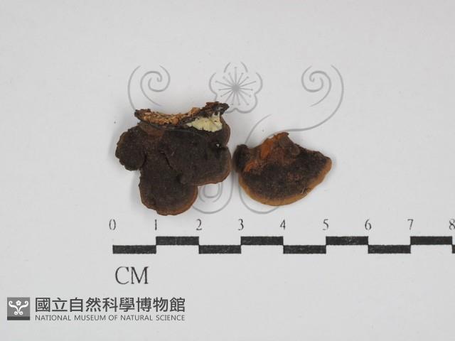 登錄號:F0030759藏品圖，第1張