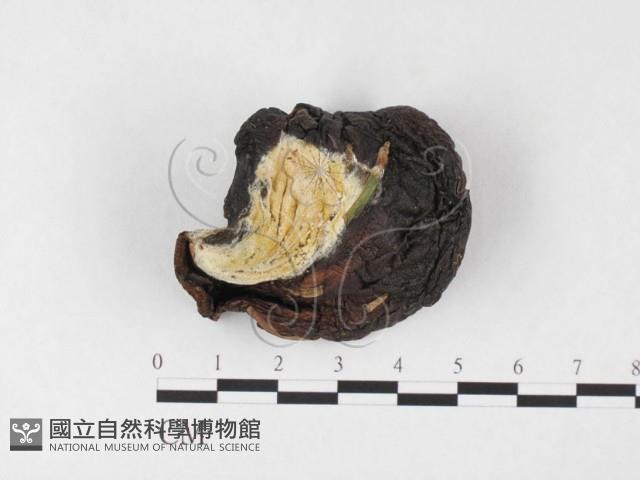 登錄號:F0026759藏品圖，第1張