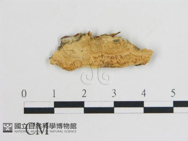 登錄號:F0006759藏品圖，第1張