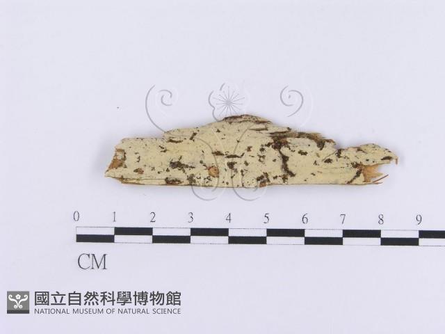 登錄號:F0016759藏品圖，第1張