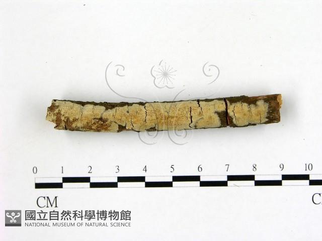 登錄號:F0021759藏品圖，第1張
