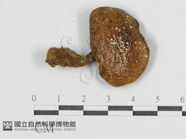 登錄號:F0001759藏品圖，第1張