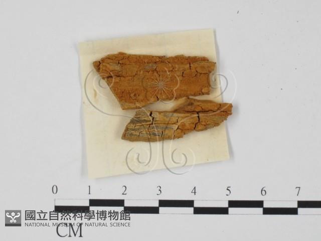 登錄號:F0011759藏品圖，第1張