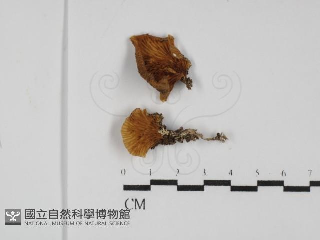 登錄號:F0031759藏品圖，第1張