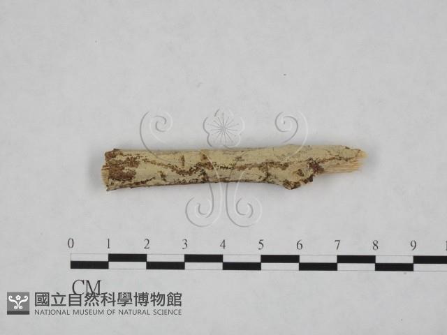 登錄號:F0024759藏品圖，第1張