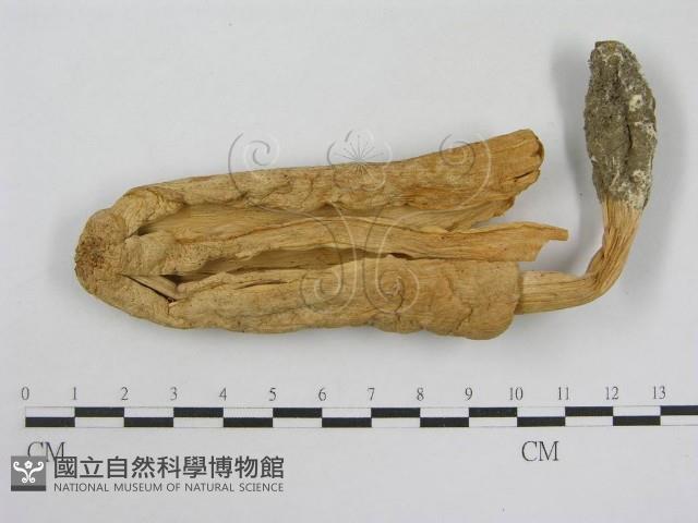 登錄號:F0004759藏品圖，第1張