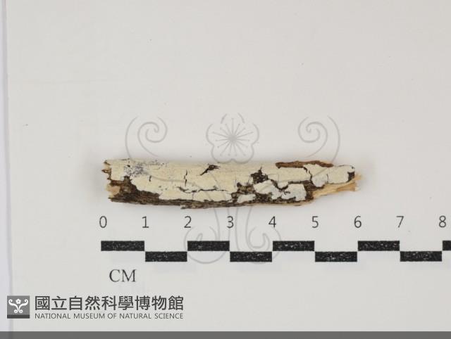 登錄號:F0034759藏品圖，第1張