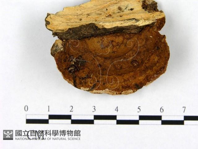 登錄號:F0012759藏品圖，第1張