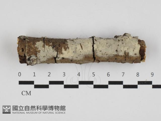 剛毛絲皮菌藏品圖，第1張