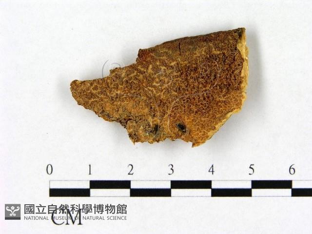 登錄號:F0017759藏品圖，第1張
