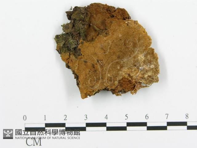 登錄號:F0005759藏品圖，第1張