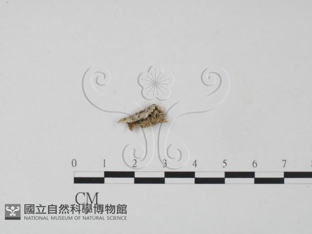 登錄號:F0009759藏品圖，第1張