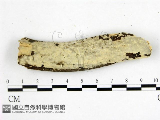 燈籠囊擬射脈菌藏品圖，第1張