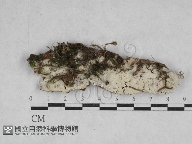 登錄號:F0028559藏品圖，第1張