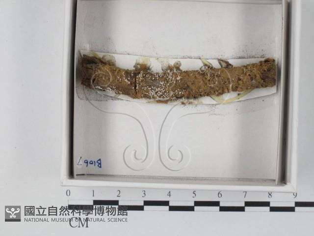 登錄號:F0020559藏品圖，第1張