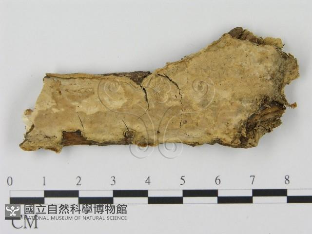 登錄號:F0010559藏品圖，第1張