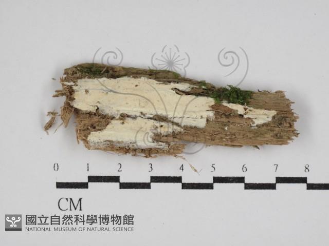 登錄號:F0030559藏品圖，第1張