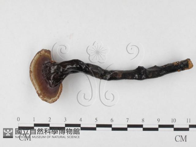 登錄號:F0026559藏品圖，第1張